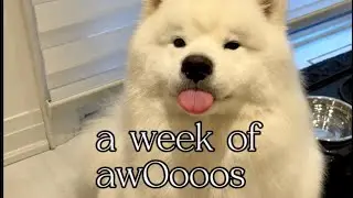 A week of soulful awOoos from our Samoyed