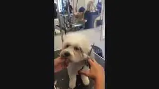 Shichon round head