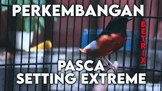 KONDISI PASCA SETTING CABUT BULU SI BETRIX