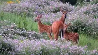 Iowa Outdoors (#101)