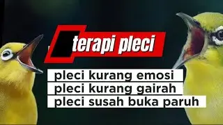 Terapi super gila ll pleci lemah kurang emosi pancing pakai ini