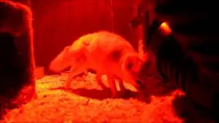 Female Fennec Fox Investigating Red Fox Urine Sample