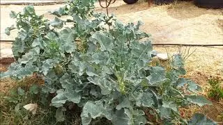 Organic Eco Growing Permaculture /Ruth Stout/ Hugelkultur Beds  Off Grid Olive Farm Homestead Cyprus