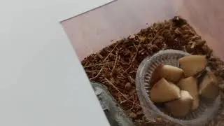 IN GOD with How to build a Cricket Habitat