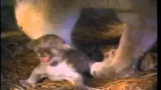 Adorable Baby Lion Cubs 