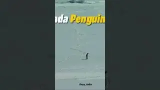 Penguin love story |real penguin love story #viral #viralvideo #viralshorts #animals#birds
