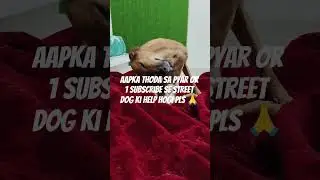 help poor dogs 🐶 #streetsdogs #helping #