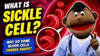 What is Sickle Cell? - Animation