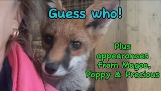 SCFR Visit #wildlife #fox #cuteanimals #bekind #viral #vlog #fyp #secondchancefoxrescue