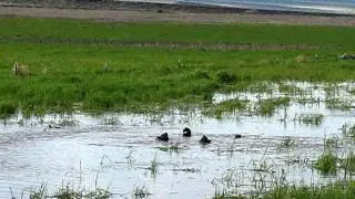 Aggressive American Coots