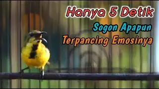 SOGON NGRIWIK NEMBAK PALING JITU BIKIN SEMUA SOGON LANGSUNG IKUTAN GACOR‼️PANCINGAN PENGGACOR  JOSS