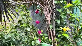 Victoria Butterfly Gardens