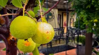 Tour of my Backyard Garden Fruit Trees - Picking and Tasting Fruits!