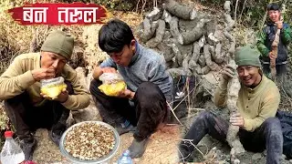 Wild Potatoes Hunting BAN TARUL Jungle Big Potato JINDAGIMA SABAI BHANDA THULO BAN TARUL KHANIYO ||