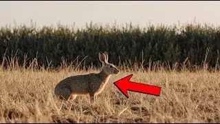 Hare Crossed the Stubble Field, and the Silence Broke First
