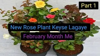 Nursery Se Purchase किए गए Rose Plant February Month में कैसे Grow करे 🌹🌹