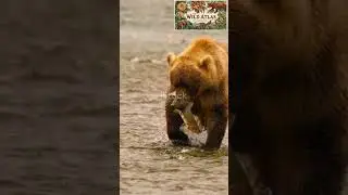 Wolf Pack vs Bear -Strength vs Strategy