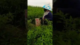Thu hoạch ớt ở cồn ch&acirc;u ma