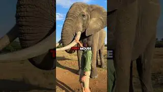 🐘 Why Are Elephants Afraid of Mice?