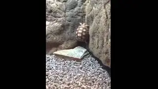 Amazing wall climbing baby Sulcata Tortoise doing back flip.