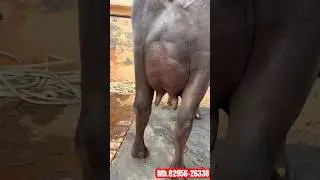 #World #Champion #Murrah #Buffalo Mb.82956-26338🤙