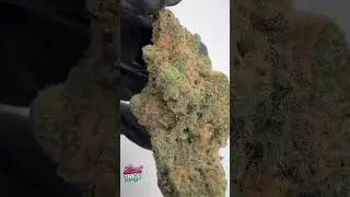 Blue Dream Craft Batch Living Soil THCa Hemp Flower