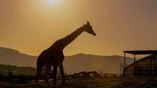 Beautiful Calm Relaxing Music with Giraffe Photos. Meditation, Study, Yoga, Sleep Music, Insomniac