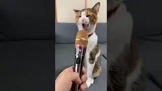 Cat yawning on Mike 😀