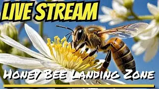 LIVE: We Built a Honey Bee Landing Zone