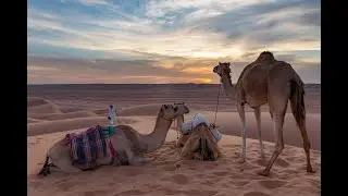 Camel Safari in Oman 🐪 | Ride Through the Golden Wahiba Sands