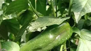 Aborto de flores en &eacute;l Cultivo de chile por problema de Hongo.
