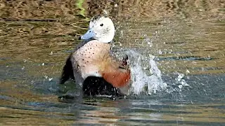 Ringed teal - Rotschulterente - Callonetta leucophrys - taking a bath