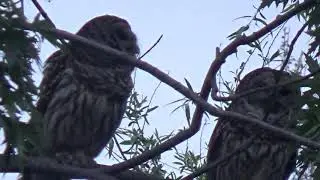 Allopreening
