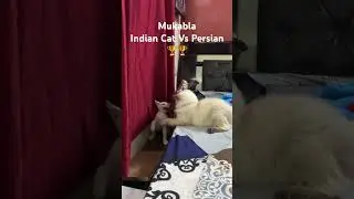 Fight Indian Cats Vs Persian | Cats Viral Short | Cats Videos | AmirOfficial