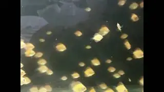 Discus fry 6 weeks old eating stendker food