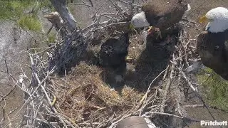 SWFL EAGLE CAM 2026.1.29 M15 is keeping watch nearby while F23 is feeding.