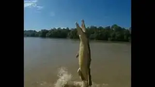 Jumping crocodiles of the Adelaide river in Australia!
