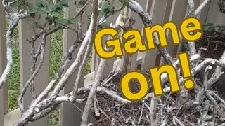 Dead, Dying or Dormant: If Maintaining Your Food Forest Was a Game Show | Suburban Life Permaculture