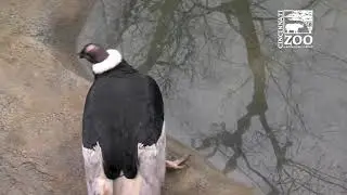 Andean Condors Explore New Pool - Cincinnati Zoo