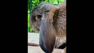 Французский барашка/ окрас Агути#2024 #video #photography #foryou #instagram #follow #animals #cute