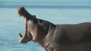 Hippo Roar