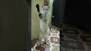 Cat play dance 🩰#dance #shorts #dhurandhar