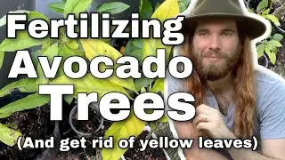 How to Fertilize Avocado Trees (get rid of yellow leaves)