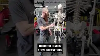 NERVE INNERVATIONS FOR THE ADDUCTOR LONGUS MUSCLE!!! #Shorts