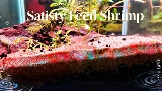 Feed shrimp of Pure Visual Calm | Satisfying Sounds &