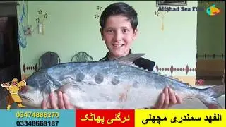 Al - Fahad Sea Fish |  (الفھد سمندری مچھلی( بغیر کانٹوں کے. Lass Ekhlass