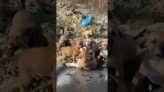 Голодающий щенок громко плачет 💔, выпрашивая еду, чтобы выжить #шорты