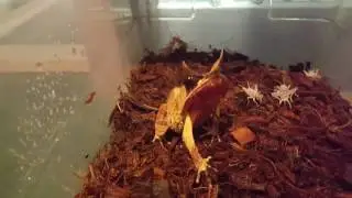 Sassy little Malaysian leaf frog