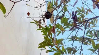 Relaxing Nature: Tiny Bird Building its Home