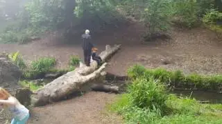 Tollcross park log climin
